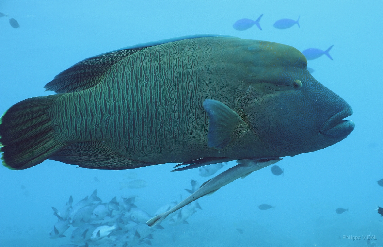 Sipadan_2015_Poisson Napoleon_Cheilinus undulatus_IMG_2319_rc.jpg